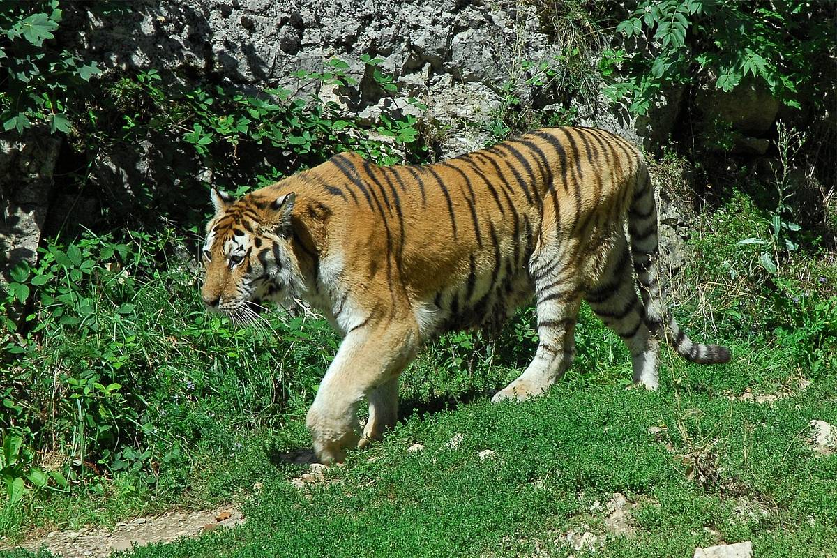 Россиянка больше суток истекала кровью в тайге после нападения амурского тигра