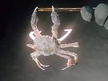 Житель Сахалина поймал краба на смартфон и снял его на видео