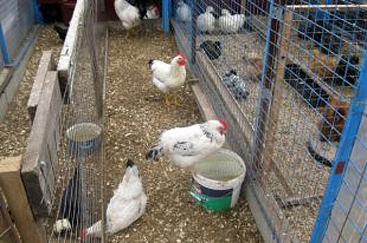 Птичий грипп выявлен у кур в Ремонтненском районе