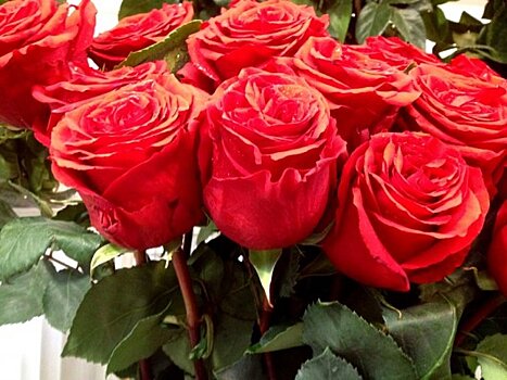 В Краснознаменске обнаружены заражённые розы из Эквадора
