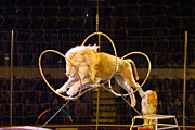 Франция запретит использование животных в цирках с 2023 года