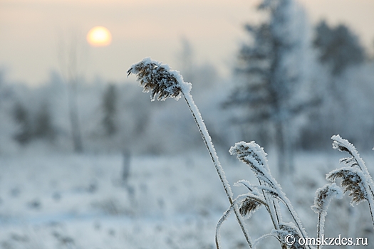 Про лыжню, поляну и лес. В журнале "Мурзилка" вышли рассказы о природе омского писателя