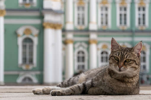В Санкт-Петербурге 25 мая пройдет «День эрмитажного кота»