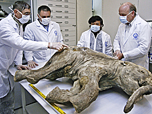 «Приоткрыть завесу тайны» В России решили клонировать мамонтов. Зачем это нужно и как это будет происходить?