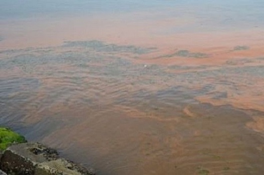 Мраморное море в Турции стало оранжевым