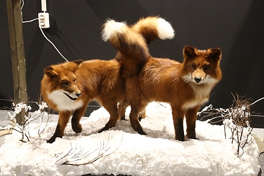 Очаг бешенства нашли в одном из дворов Затулинки в Новосибирске