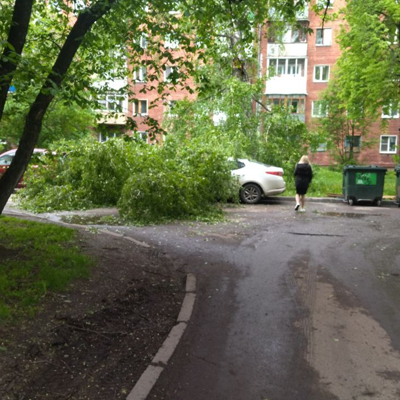 Упавшая на автомобиль огромная ветка перекрыла выезд со двора в Кемерове -  Рамблер/новости