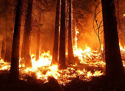 Горят и будут гореть: Счётная палата отчиталась о никому не нужных лесах России