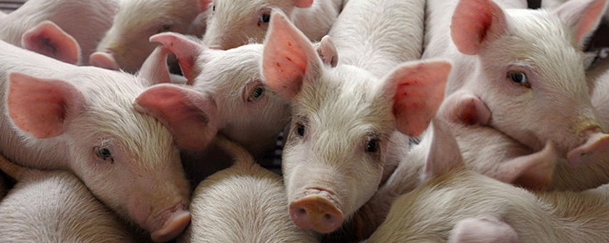 В России по итогам года производство свинины может увеличиться на 5%