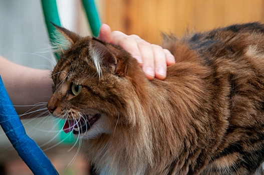 У домашней кошки в Красноярске обнаружили бешенство