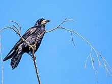 Орнитолог Квартальнов: грачи, скворцы и жаворонки прилетают в Москву в начале марта