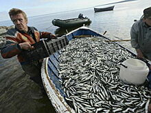 Селедке и камбале хотят выдать льготный билет