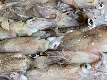 Камчатские ученые создали полезный пищевой продукт из кожи кальмара