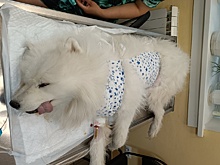 В Нижнем Новгороде спасли самоеда, проглотившего десять игрушек