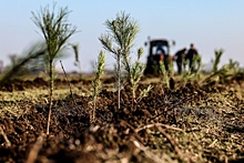 Рослесхоз включит полный цикл воспроизводства лесов в проект "Сохранение лесов"