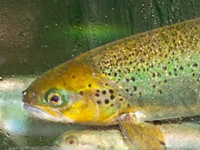 Ученые предложили кормить рыб коноплей