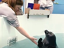 Режиссер «Духа Байкала» Расходников рассказал о спасении нерпенка в ходе съемок