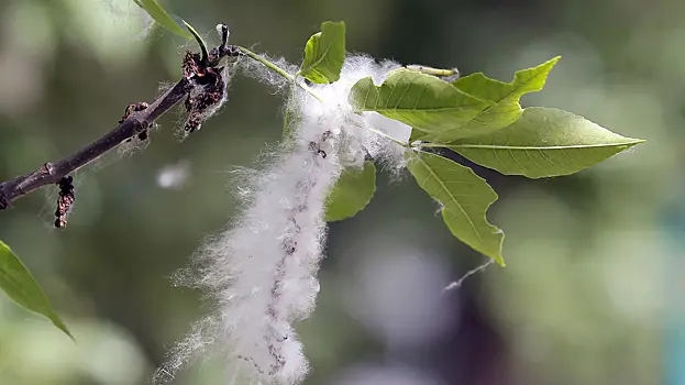 YTN: россиянка подожгла тополиный пух в Сеуле и получила условный срок