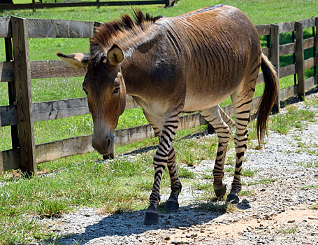 До приручения лошадей люди использовали ослов
