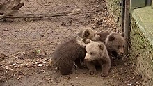 В Улан-Удэ полиция изъяла у хозяина отеля двух медвежат