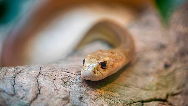 Гигантские тараканы и пауки-охотники: 10 самых жутких живых существ Австралии