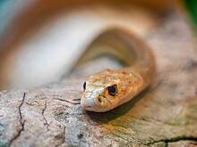 Гигантские тараканы и пауки-охотники: 10 самых жутких живых существ Австралии