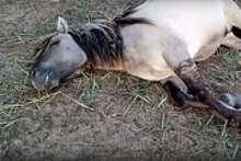 Спящие дикие лошади показали класс по умилению: видео