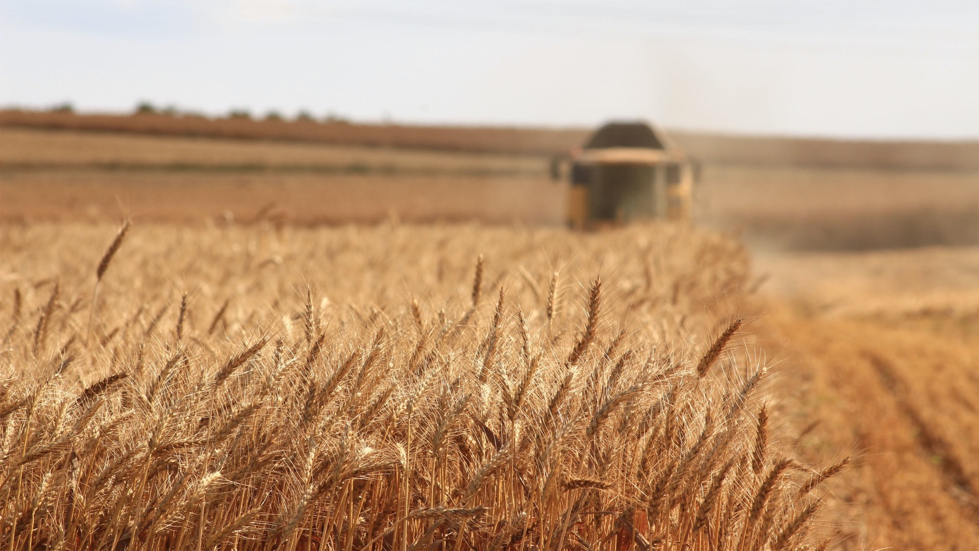 350 млн рублей дополнительно выделили в Челябинской области на приобретение семян к посевной