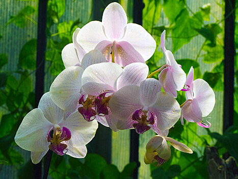 В САО откроется выставка орхидей
