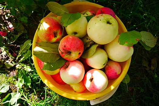 Подмосковные дачники смогут сдать избытки яблок на переработку в октябре