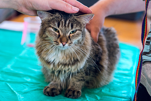 Шесть причин, по которым кошки спят с хозяевами