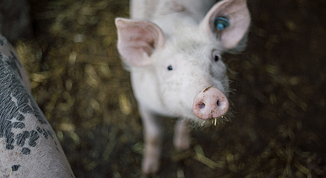 Как мы обучили нейронку распознавать свиней с точностью 98%