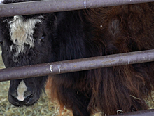 Домашние яки в зоопарке Удмуртии