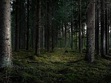 Зашли в лес, и больше их не видели: в Забайкалье ищут пропавших спасателей