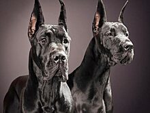 Цитаты знаменитых людей о преданности собак (часть I)