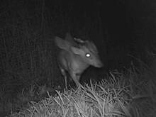 Загадочное рогатое существо с крыльями попало на камеру