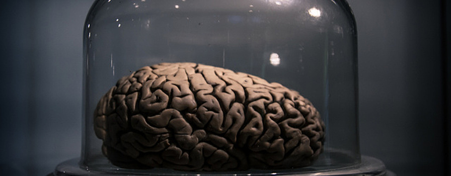 Человеческая речь могла зародиться 25 миллионов лет назад