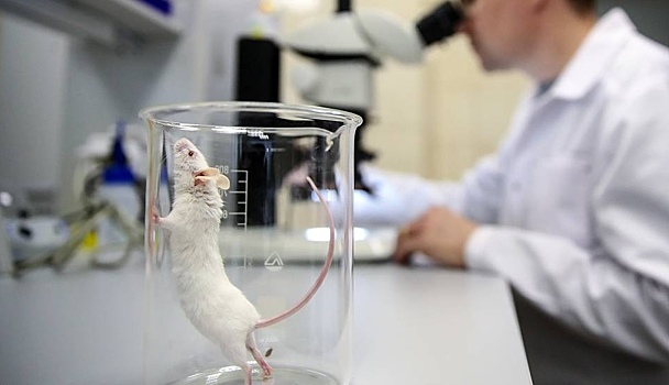 В России разработали прототип тренажера для операций животным