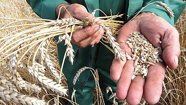В Ивановской области намолотили почти 100 тысяч тонн зерна