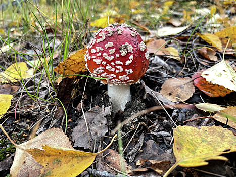 Врач Кашух: в старых грибах могут оказаться кишечная палочка и стафилококки
