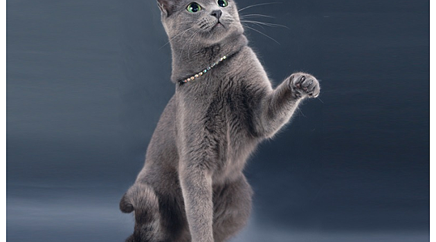 Мальчик спас грязного бездомного котенка от разъяренной собаки, а когда принес его домой, кот оказался удивительной породы