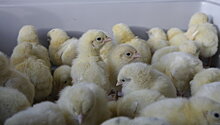 В Британии спасли тысячу брошенных в поле цыплят