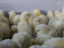 В Британии спасли тысячу брошенных в поле цыплят