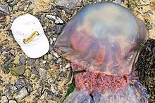 На пляже в Англии нашли гигантскую медузу