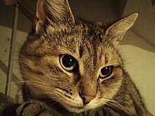 В подмосковном городе подростки подожгли кота