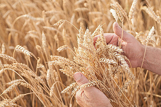 Россия увеличила экспорт пшеницы на 20,8%