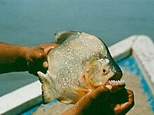 Самые опасные гады, которые живут в Волге