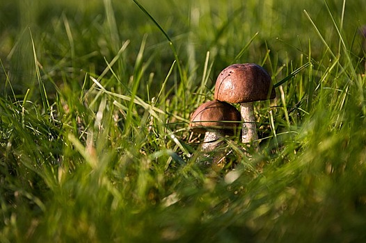 На сайте районной интернет-газеты «Марьина Роща» подведены итоги опроса «Начали ли вы ходить за грибами?»