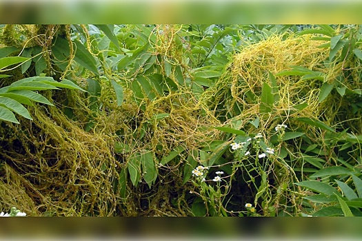 В Алтайском крае нашли опасное растение-паразит