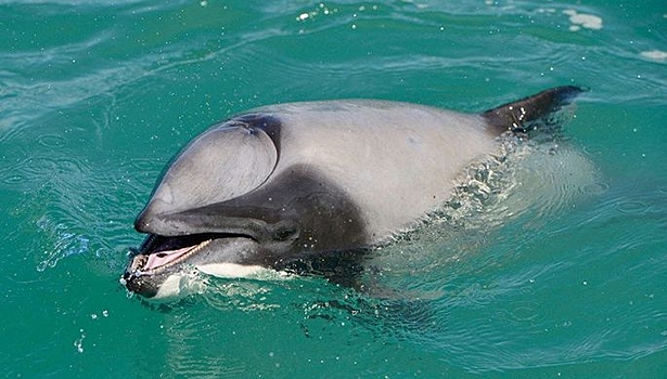 В Ирландии заявили о пропаже дельфина "из-за Путина"